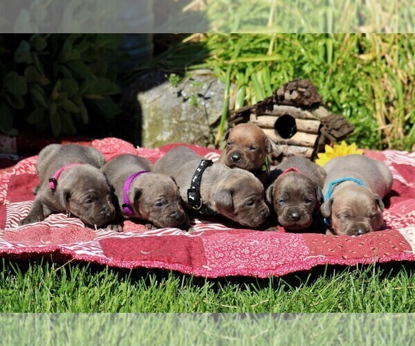 Medium Photo #2 Cane Corso Puppy For Sale in MYERSTOWN, PA, USA