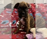 Puppy Miss Red Boxer