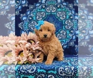 Goldendoodle (Miniature) Puppy for sale in QUARRYVILLE, PA, USA