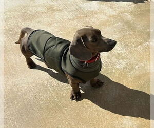 Dachshund Dogs for adoption in Hesperia, CA, USA