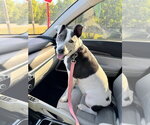 Small #21 American Pit Bull Terrier Mix