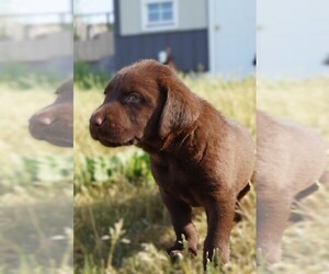 Medium Labrador Retriever