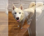 Small #2 Siberian Husky