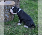 Puppy River American Bulldog