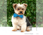 Small Photo #1 Yorkshire Terrier Puppy For Sale in GLENDALE, AZ, USA