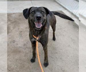 Mutt Dogs for adoption in Modesto, CA, USA