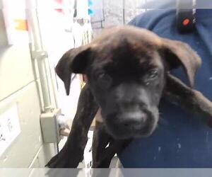 Mutt Dogs for adoption in Tulsa, OK, USA