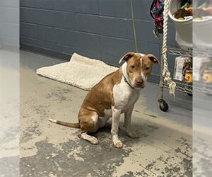 American Staffordshire Terrier-Unknown Mix Dogs for adoption in Tallahassee, FL, USA