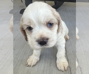 Cocker Spaniel Puppy for sale in TRINITY, NC, USA