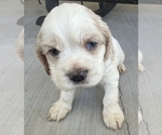 Image preview for Ad Listing. Nickname: Tex