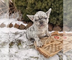 French Bulldog Puppy for sale in MIDDLEBURY, IN, USA