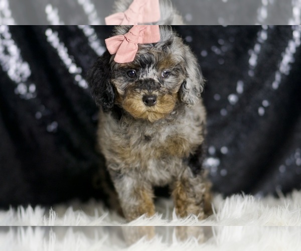 Medium Photo #6 Poodle (Miniature) Puppy For Sale in WARSAW, IN, USA