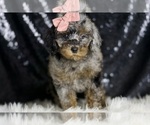Small #5 Poodle (Miniature)