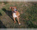 Bruno Doo (Rudy) - Male Boxador Dog for Adoption - Small photo