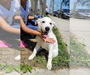 Alusky-German Shepherd Dog Mix Puppy for sale in CHICAGO, IL, USA