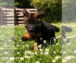Small #12 German Shepherd Dog