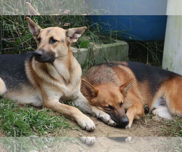 Medium Photo #12 German Shepherd Dog Puppy For Sale in Sebec, ME, USA
