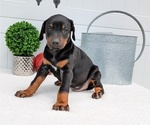 Small #1 Doberman Pinscher
