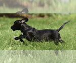Small #4 Chiweenie