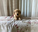 Puppy AKC Emma Golden Retriever