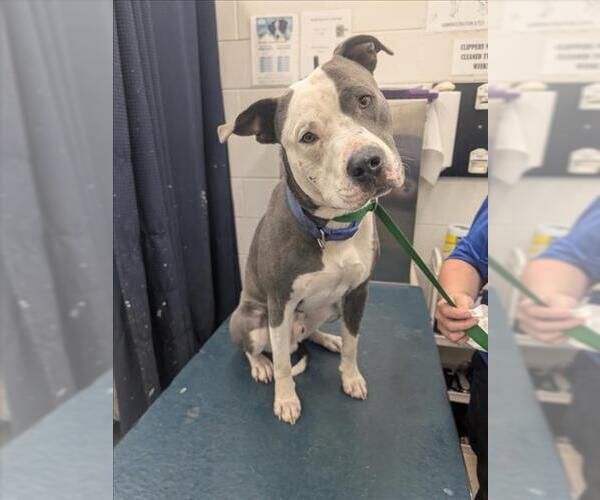 Medium Photo #1 Bulldog Puppy For Sale in Mobile, AL, USA