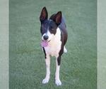 Small #12 Border Collie Mix
