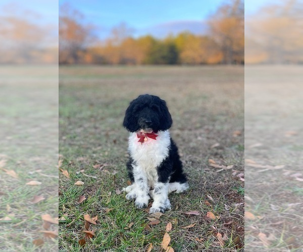 Medium Photo #1 Goldendoodle Puppy For Sale in CHESNEE, SC, USA
