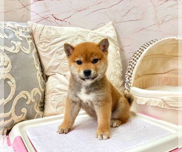 Full screen Photo #2 Shiba Inu Puppy For Sale in DALLAS, TX, USA