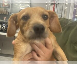 Dachshund-Unknown Mix Dogs for adoption in Lake Forest, CA, USA