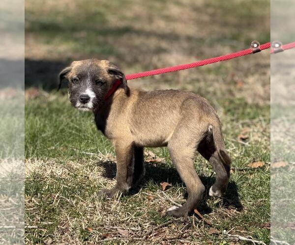 Medium Photo #4 Labrador Retriever-Unknown Mix Puppy For Sale in Yardley, PA, USA