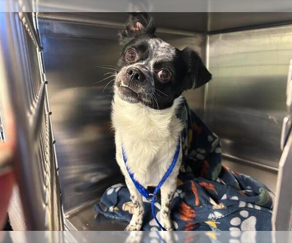 Medium Photo #1 Chihuahua-Unknown Mix Puppy For Sale in Grand Prairie, TX, USA