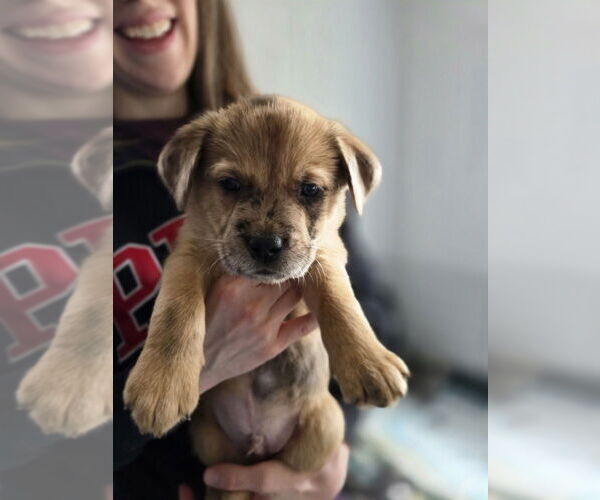 Medium Photo #3 Australian Shepherd-Catahoula Leopard Dog Mix Puppy For Sale in Aurora, IN, USA