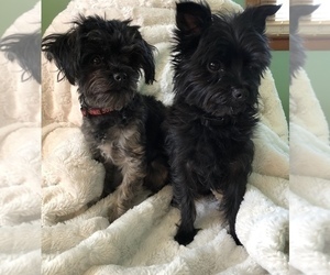 Father of the YorkiePoo puppies born on 10/09/2019