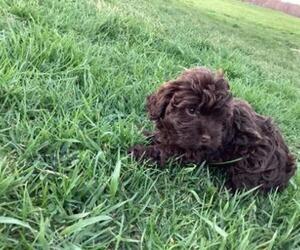 Poovanese Puppy for sale in SHILOH, OH, USA