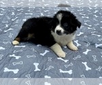 Small #4 Australian Shepherd