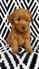 Medium Goldendoodle