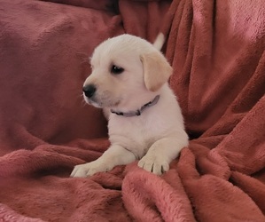 Golden Retriever-Golden Shepherd Mix Puppy for sale in EUGENE, OR, USA