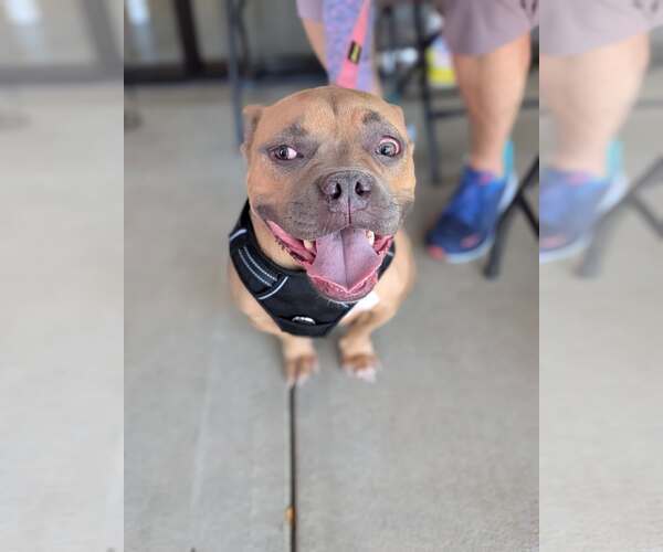 Medium Photo #7 American French Bull Terrier Puppy For Sale in Holly Springs, NC, USA