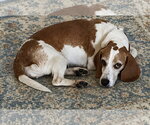 Small Photo #9 Beagle Puppy For Sale in Dunnellon, FL, USA
