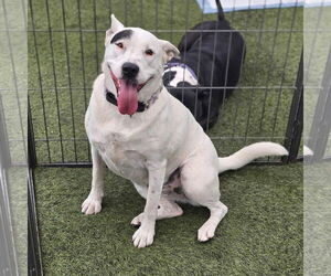 Mutt Dogs for adoption in Stckton, CA, USA