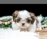 Small #4 Shih Tzu