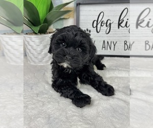 Cavapoo (Miniature) Puppy for sale in FRANKLIN, IN, USA