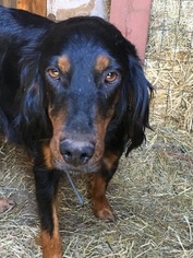 Mother of the Brittany-Gordon Setter Mix puppies born on 10/02/2018