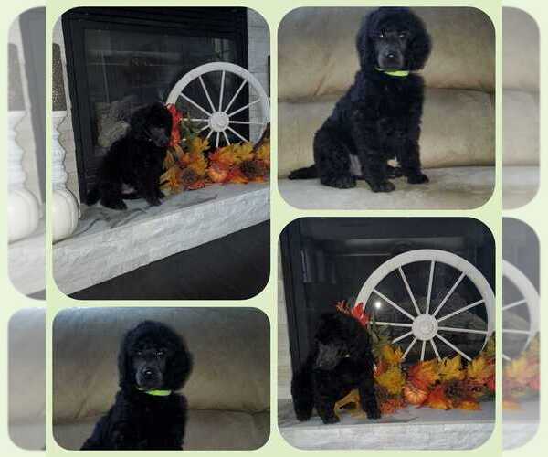 Medium Photo #4 Poodle (Standard) Puppy For Sale in BRONX, NY, USA