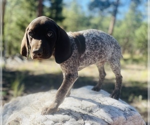 German Shorthaired Pointer Puppy for sale in GRAND ISLAND, NE, USA