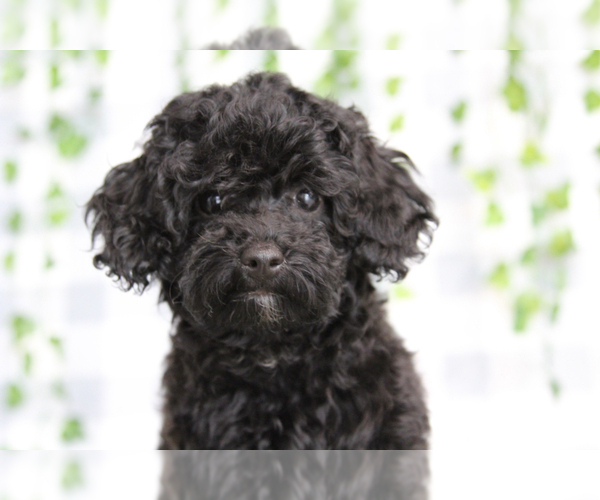 Medium Photo #2 YorkiePoo Puppy For Sale in MARIETTA, GA, USA