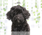 Small #1 YorkiePoo