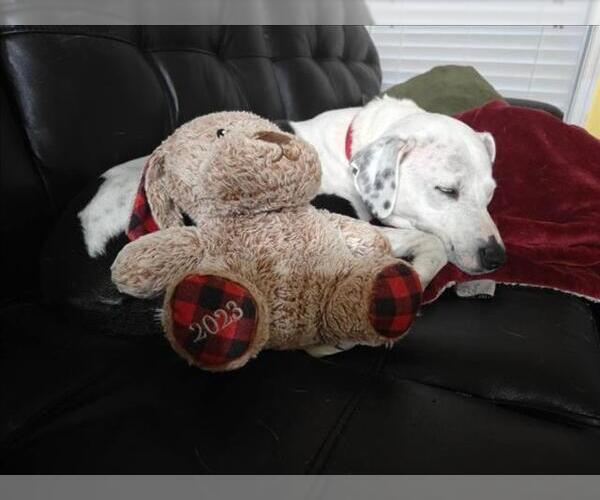 Medium Photo #6 Dalmatian-Unknown Mix Puppy For Sale in Derwood, MD, USA