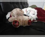 Small #5 Dalmatian Mix