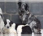 Small Photo #3 Border Collie-Unknown Mix Puppy For Sale in Highland, IL, USA